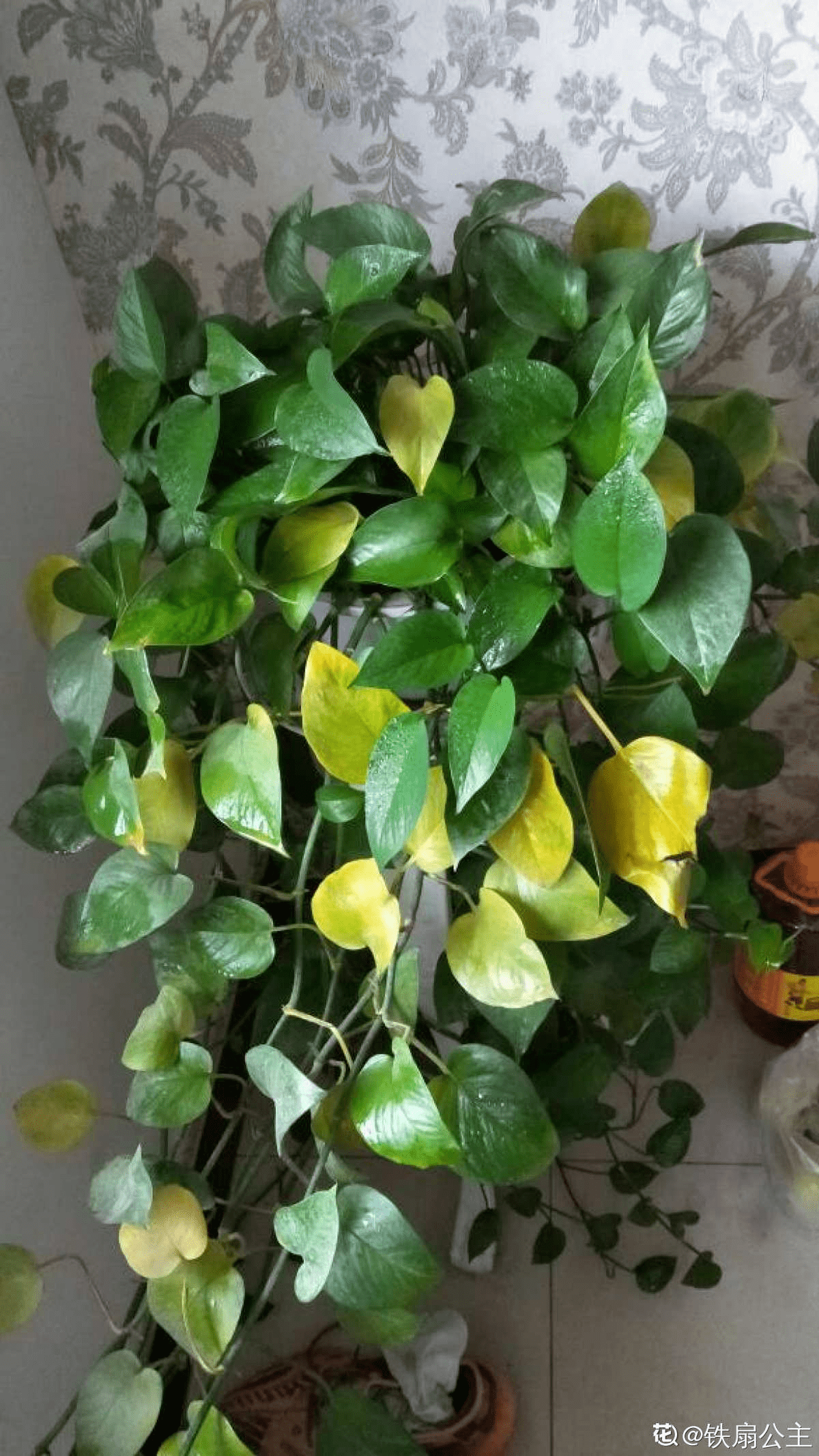 綠蘿煙油多少毫升(綠蘿煙油多少毫升一瓶)-第2張圖片-番響電子煙