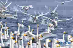 山東榮成：“大天鵝之鄉”鳴唱“冬日戀歌”