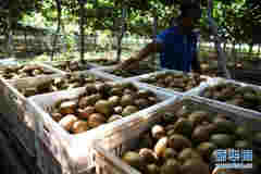 小小獼猴桃成鄉村振興“致富果”