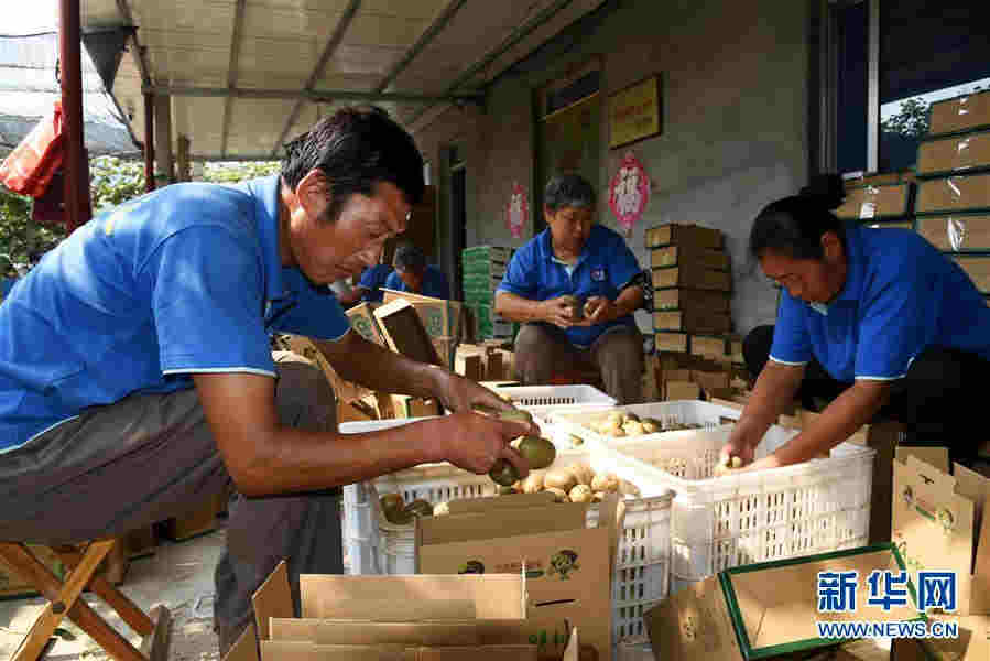 （經濟）（6）小小獼猴桃成鄉村振興“致富果”