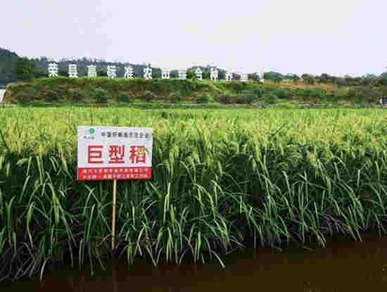 北稻南移 榮縣試驗種植的北方水稻畝產將達500公斤