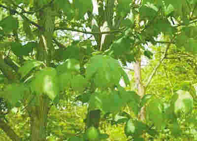 這種樹竟可以在4種性別間來回切換