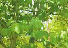 這種樹竟可以在4種性別間來回切換