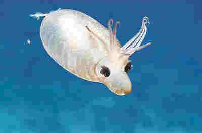 “小豬魷魚”外觀既像小豬又像鹿