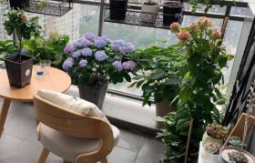 
    <h1>綠蘿電子霧化器廠家在哪？綠蘿電子霧化器官網</h1>
    